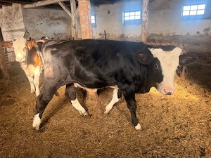 Tauras de vanzare