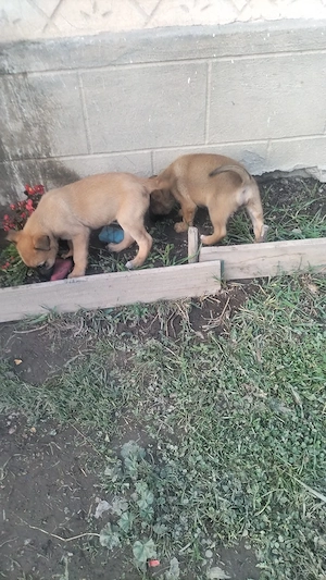 Donez pui Malinois - imagine 4