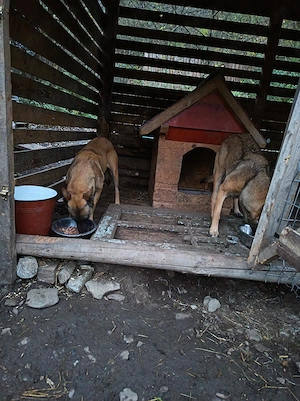 Donez pui Malinois - imagine 2