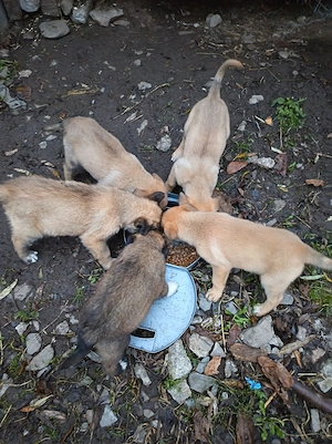 Donez pui Malinois - imagine 3