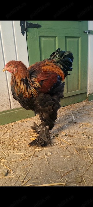 Vând sau schimb cocoși Brahma HD si Potârnichiu