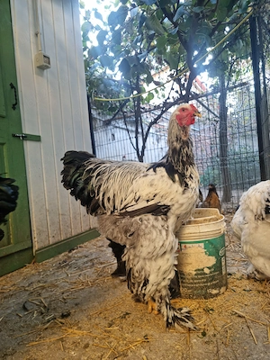 Vând sau schimb cocoși Brahma HD si Potârnichiu - imagine 3