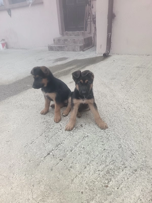 Căței ciobănesc german