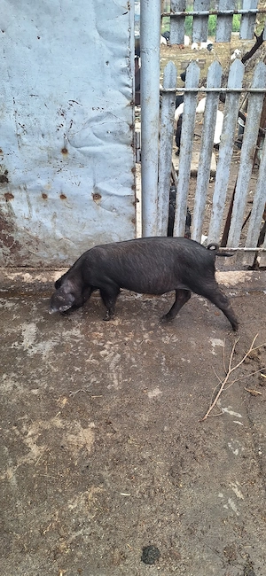 purcei de casă 