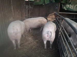 Porci de carne.