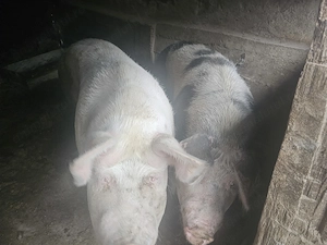 Porci de carne. - imagine 2