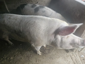 Porci de carne. - imagine 3