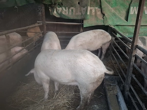Porci de carne. - imagine 2