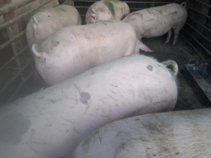 Porci de carne. - imagine 3