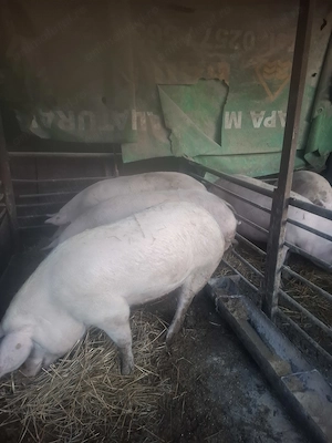 Porci de carne. - imagine 5