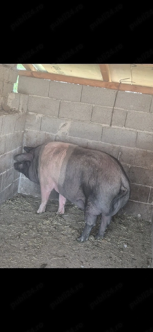 porci bazna de vanzare - imagine 4