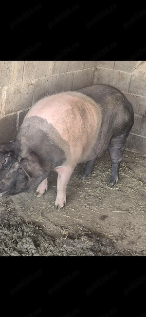 porci bazna de vanzare - imagine 3