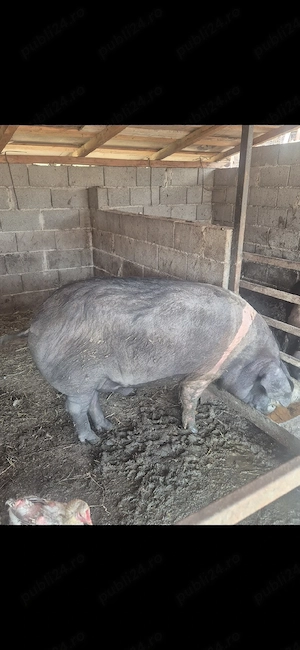 porci bazna de vanzare - imagine 2