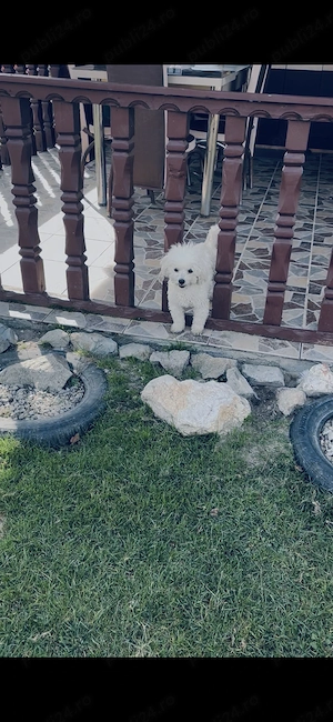 Bichon frise  - imagine 3