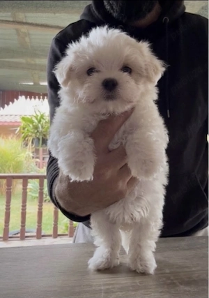 Bichon frise 
