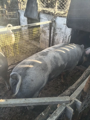 Vînd  porci 350 kg Coșoveni 