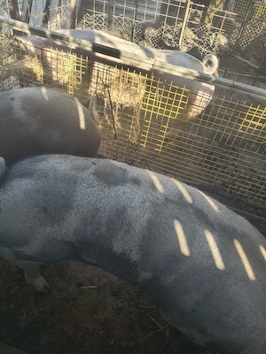 Vînd porci 350-370 kg