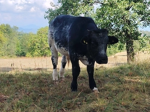 Doi tăurași de vânzare