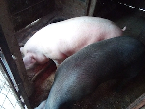 porci 11ron kg