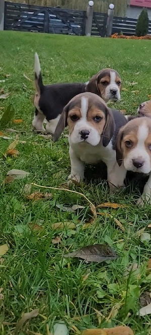Catei beagle - imagine 5