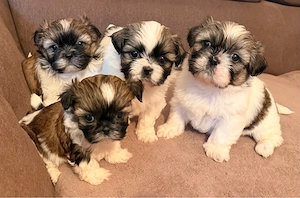 Shih Tzu puișori - imagine 3