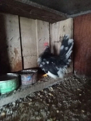 Cocoși pitici picioare scirte - imagine 5