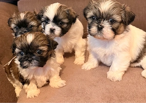 Shih Tzu puișori - imagine 4