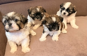 Shih Tzu puișori - imagine 2