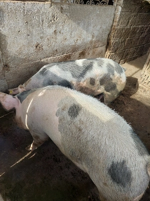 vînd porci grași