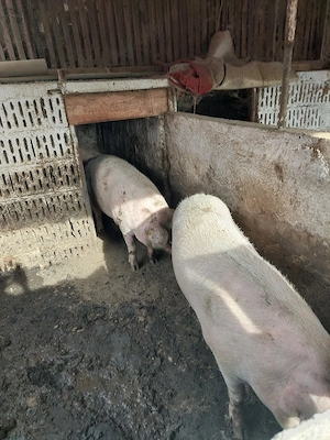 vînd porci grași