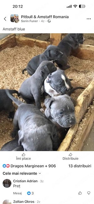 Vand catei amstaff blue 