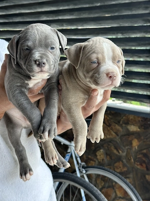 Vand catei amstaff blue  - imagine 2