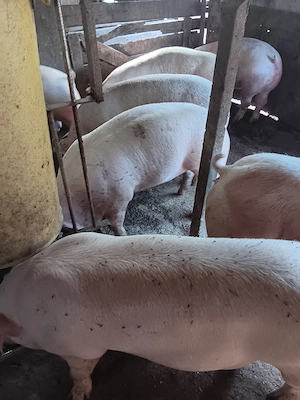 Livrez la domiciliu Porci 100-150 kg 
