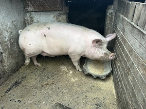 Vand Porci 50-300kg - imagine 3