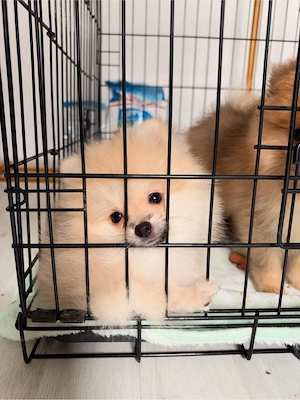 Pui pomeranian mascul crem