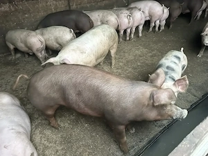 Vand Porci 50-300kg - imagine 4