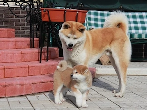 Akita Inu Japonez - Genetica Deosebita