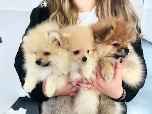 3 pomeranian masculi - parinti cu pedigree FCI