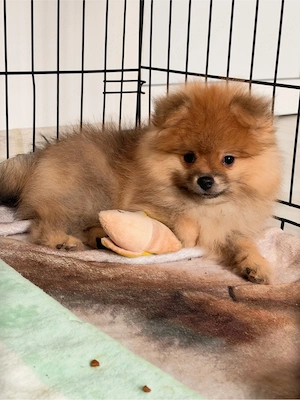 Pomeranian mascul - parinti cu pedigree FCI
