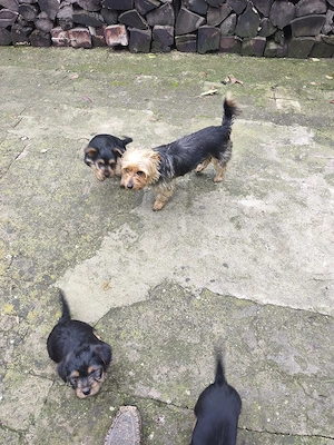 Yorkshire  Yorkshire terrier - imagine 2