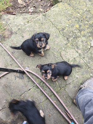Yorkshire  Yorkshire terrier