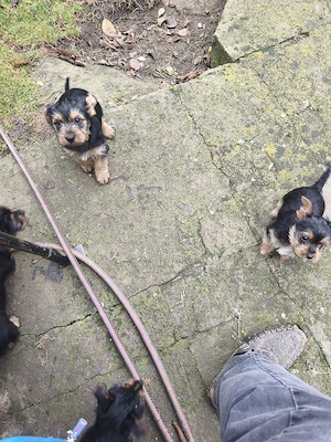 Yorkshire  Yorkshire terrier - imagine 3