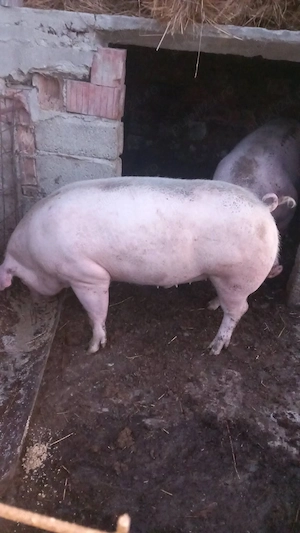 Porci rasa de carne Marele Alb - imagine 2