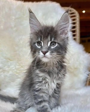 Maine Coon puiuti 