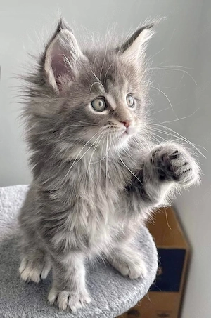 Maine Coon puiuti  - imagine 3
