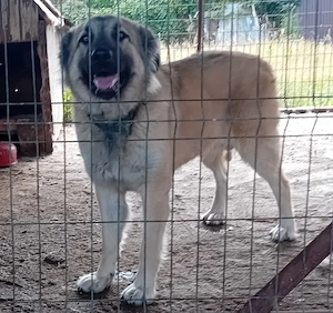 femela metis ciobanesc caucazian 