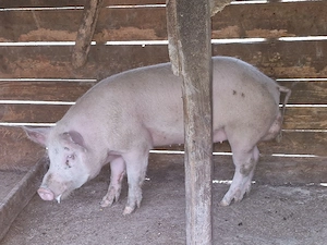 Vier de vânzare 