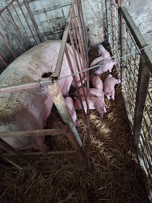 De vinzare purcea cu 8 purcei.purceii au 3 saptamini - imagine 2