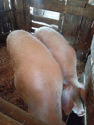 porci mari de vânzare 