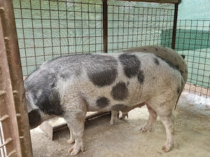 Porc de vânzare 